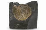 Dactylioceras Ammonite Fossil - Posidonia Shale, Germany #305708-1